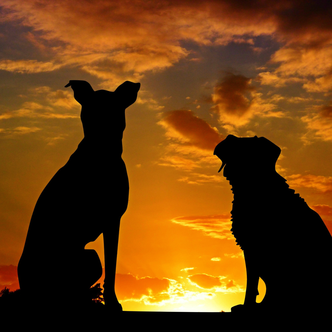 2 Dogs sat watching the sunset